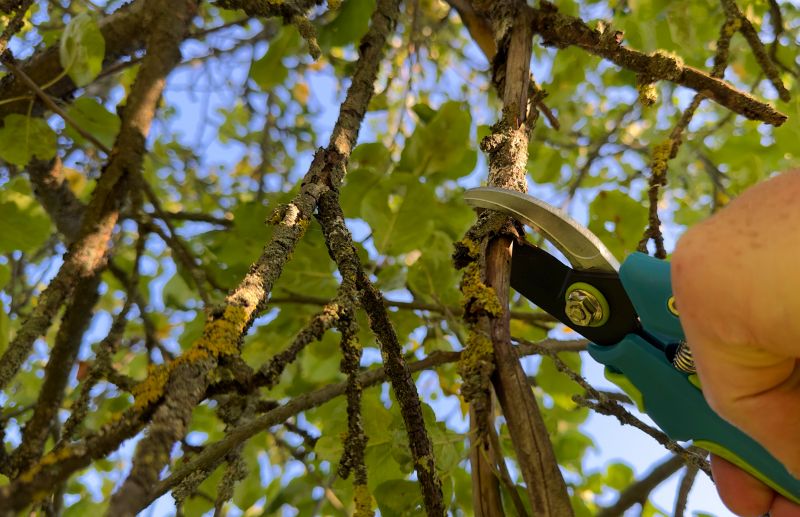 Arborist Pruning