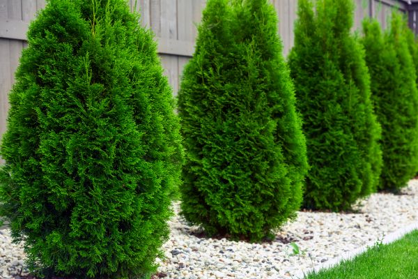 Arborvitae Planting in Bountiful
