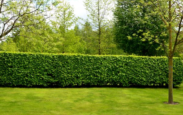 Hedge Planting in Bountiful