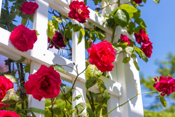 Home Gardening Service in Bountiful