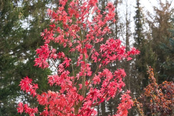 Japanese Maple Planting in Bountiful
