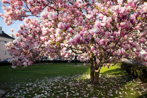 Magnolia Tree Planting in Bountiful