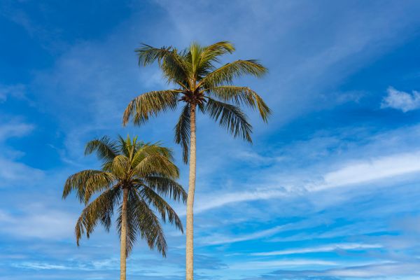 Palm Tree Planting in Bountiful