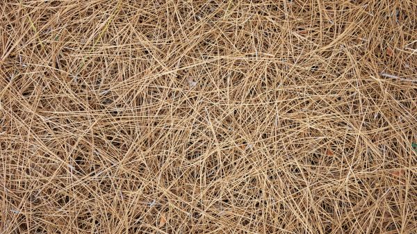 Pine Needles Delivery in Bountiful