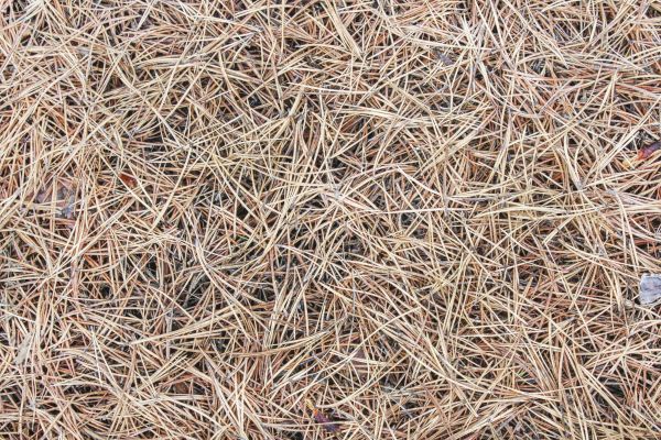 Pine Straw Installation in Bountiful