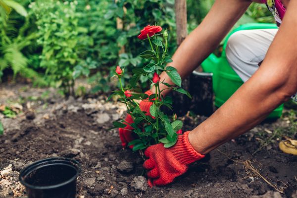 Planting Service in Bountiful