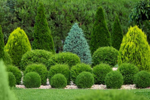 Shrub Replacement in Bountiful