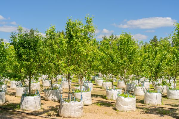 Tree Planting Service in Bountiful