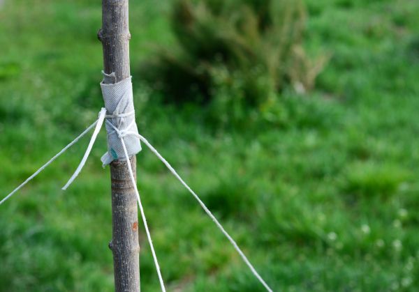 Tree Staking Service in Bountiful