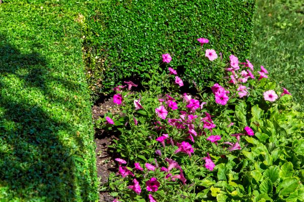 Softscaping Service in Bountiful