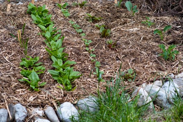 Mulch Service in Bountiful
