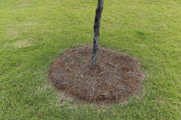 Pine Straw Spreading in Bountiful