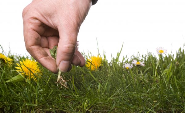 Lawn Weeding in Bountiful