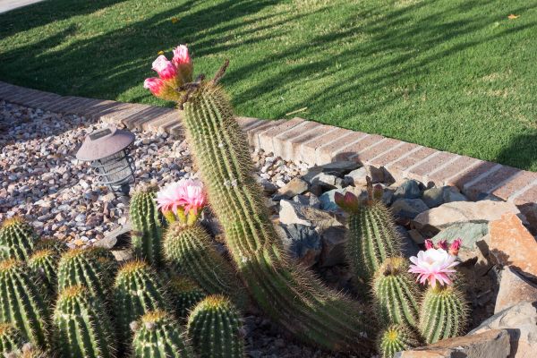 Desert Landscaping in Bountiful