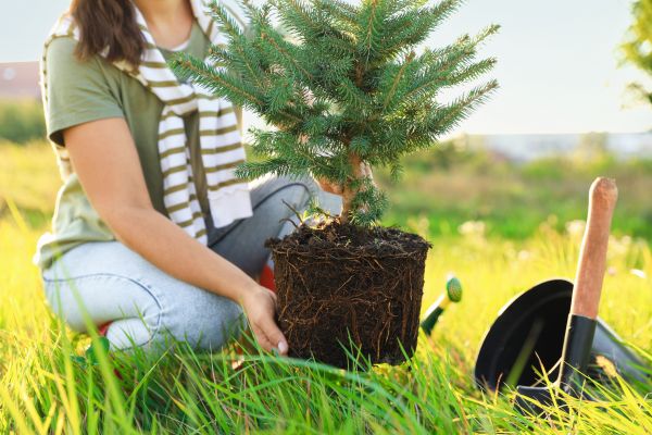 Spruce Tree Planting in Bountiful