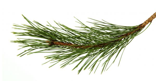 Pine Needles Installation in Bountiful