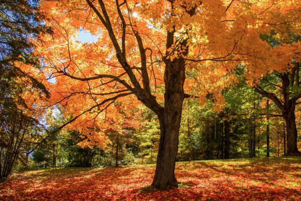 Maple Tree Planting in Bountiful