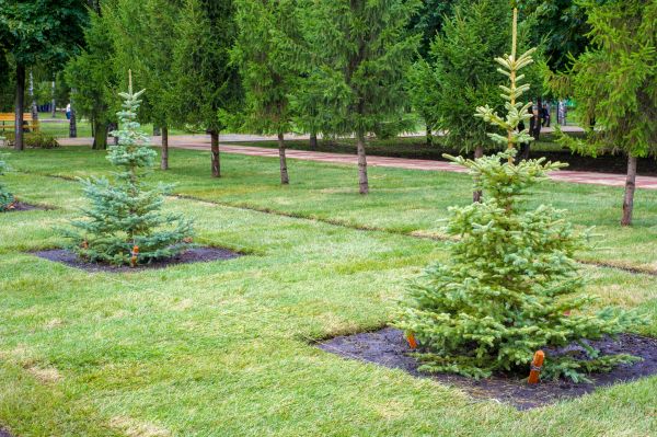 Privacy Trees Planting in Bountiful