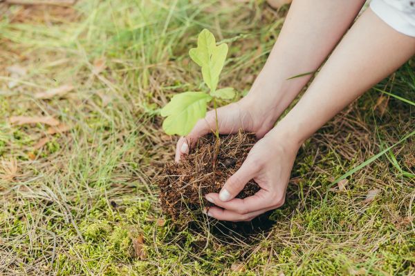 Oak Tree Planting in Bountiful