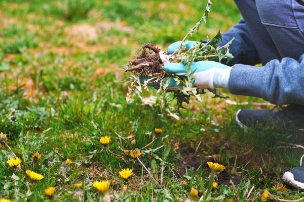 Flower Bed Clearing in Bountiful