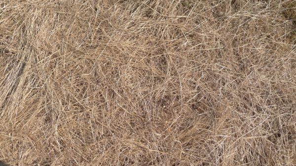 Pine Straw Replacement in Bountiful
