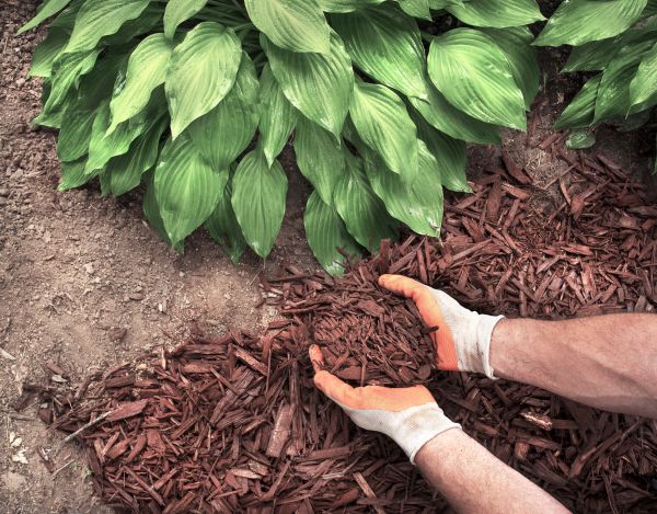 Bark Spreading in Bountiful
