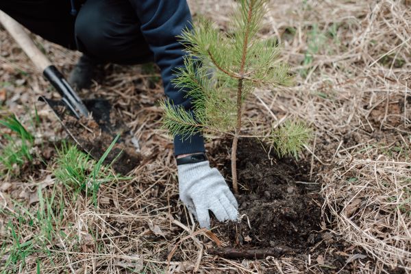 Pine Tree Planting in Bountiful