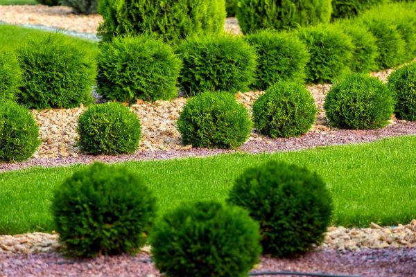 Bush Replacement in Bountiful