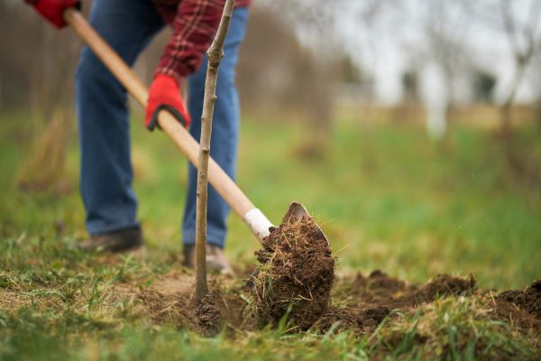 Trees Planting in Bountiful