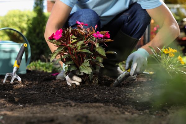 Plant Replacement in Bountiful