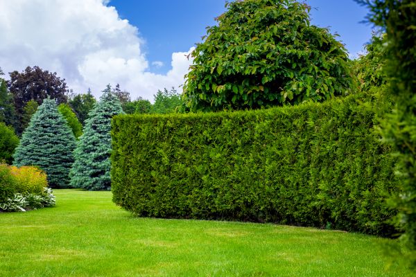 Hedge Landscaping in Bountiful