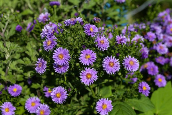 Perennial Flower Planting in Bountiful