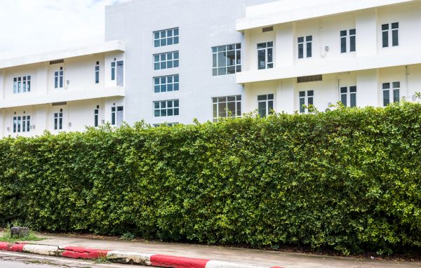 Privacy Landscaping in Bountiful