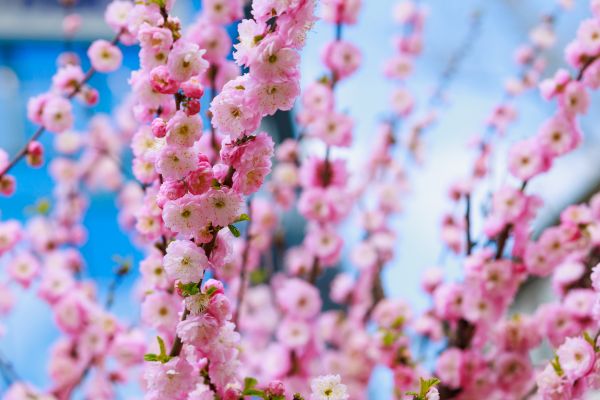 Japanese Cherry Tree Planting in Bountiful