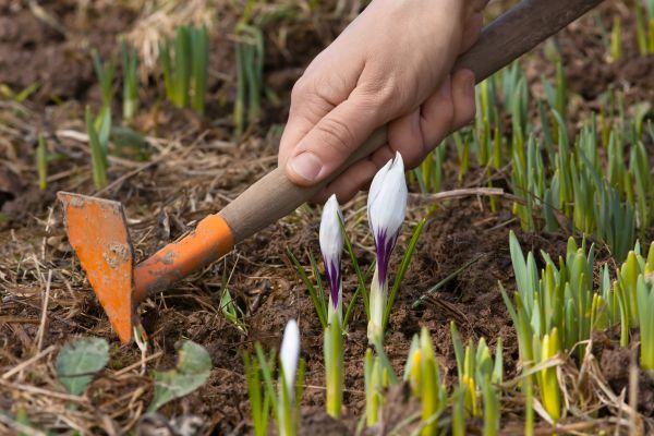 Flower Garden Weeding in Bountiful