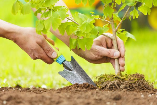 Fruit Tree Planting in Bountiful