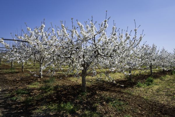 Orchard Planting in Bountiful