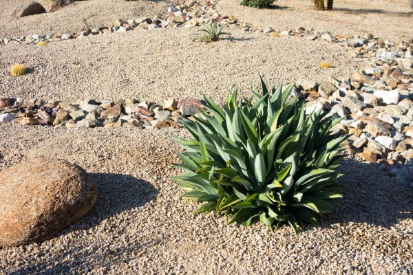 Xeriscaping Service in Bountiful