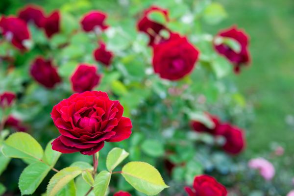 Rose Planting in Bountiful