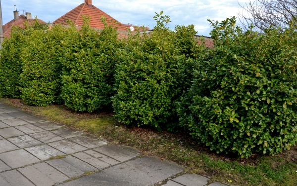 Privacy Shrub Installation in Bountiful