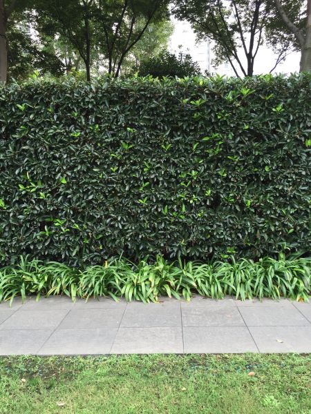 Privacy Shrub Planting in Bountiful