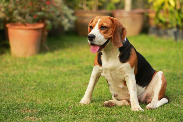 Dog Friendly Landscaping in Bountiful