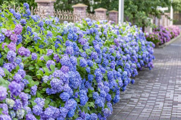Hydrangea Landscaping in Bountiful