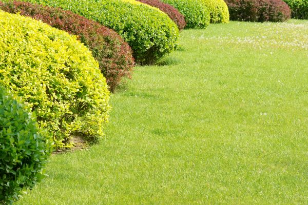 Shrubbery Planting in Bountiful