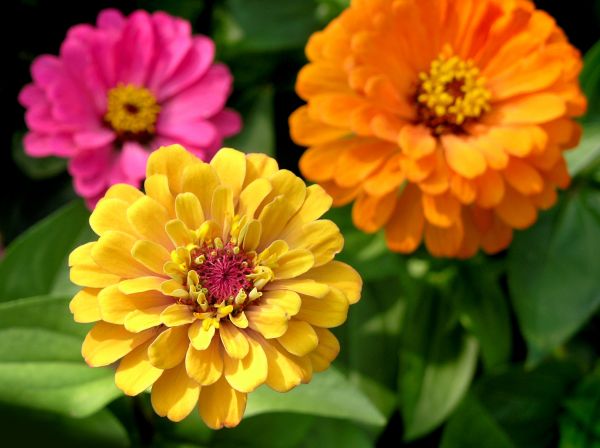 Zinnia Planting in Bountiful