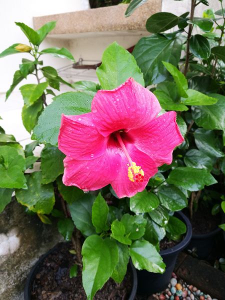 Hibiscus Planting in Bountiful