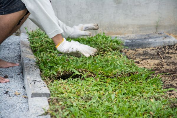 Ground Cover Planting in Bountiful