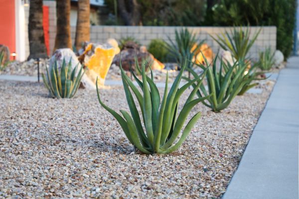 Drought Resistant Landscaping in Bountiful