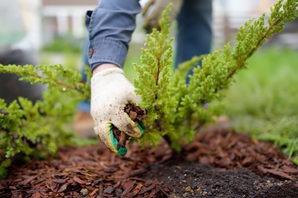 Church Mulching in Bountiful