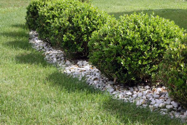 Boxwood Planting in Bountiful